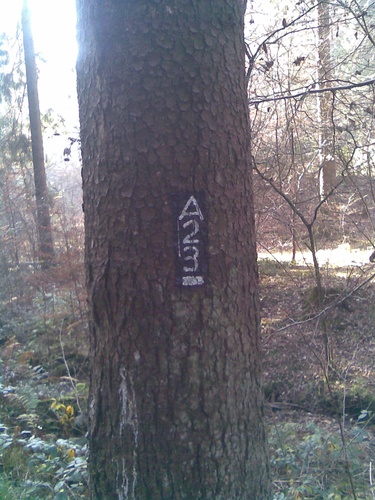 A23 Baum.jpg