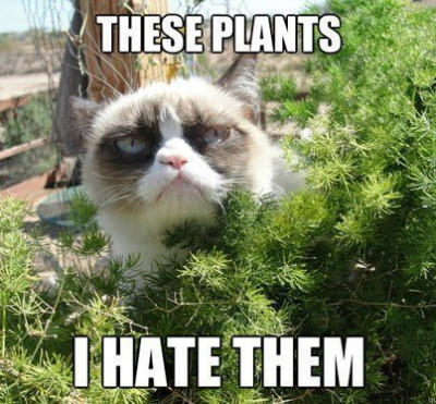 post-18996-grumpy-cat-gardening-meme-the-qjxm.jpeg