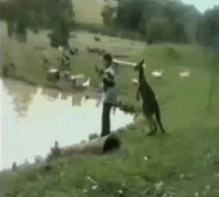 kangaroo.gif